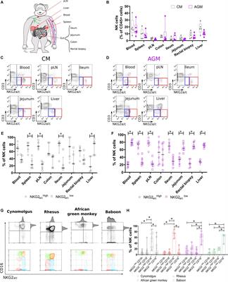 Non-human Primate Determinants of Natural Killer Cells in Tissues at Steady-State and During Simian Immunodeficiency Virus Infection